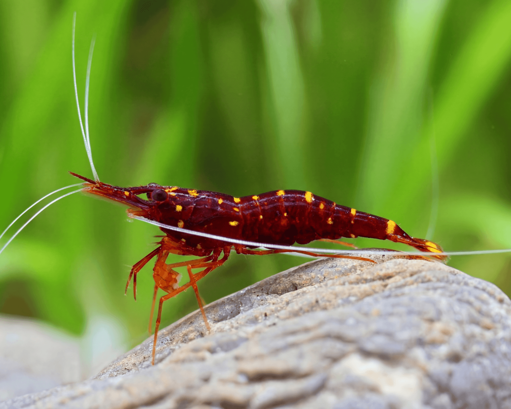 Sulawesi Three Spot Red Bee Shrimp